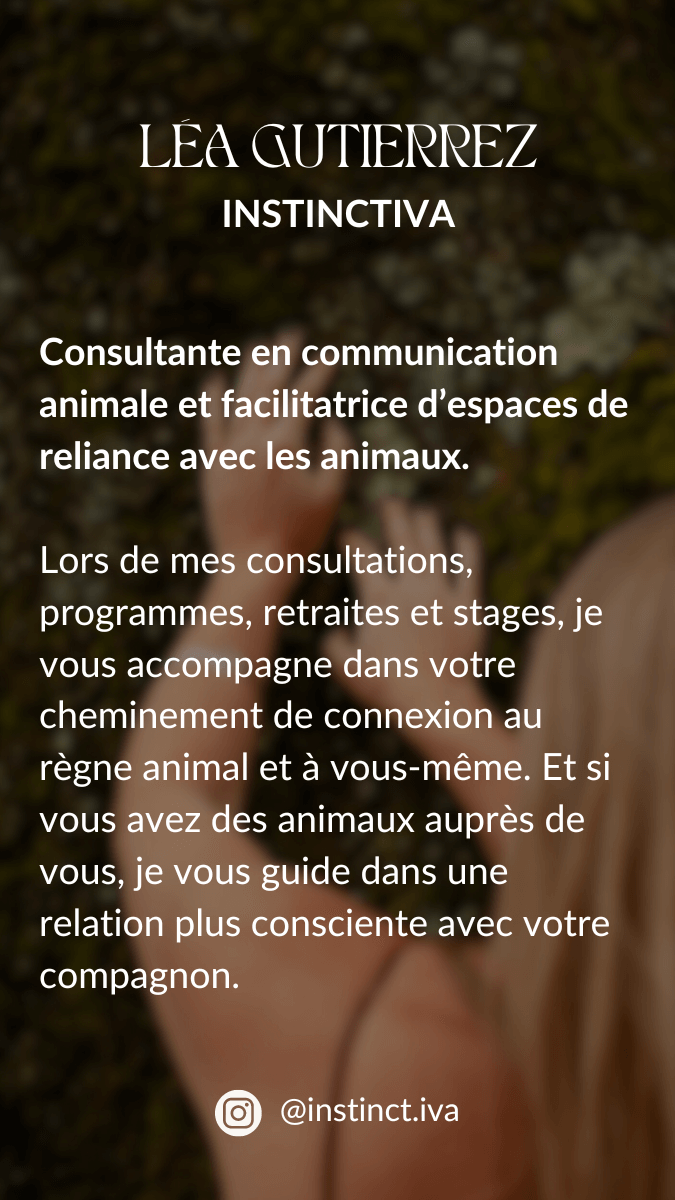 contact Léa communication animale instinctiva