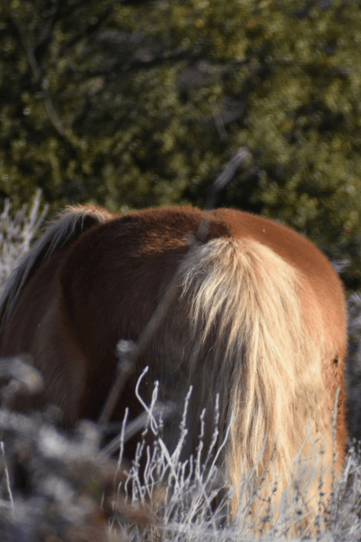 communication animale cheval instinctiva