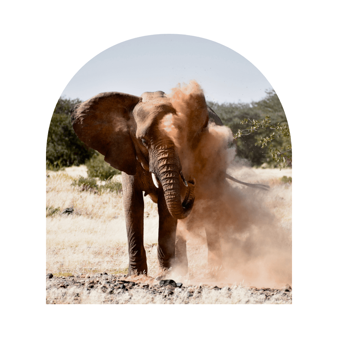 formation communication animale en ligne professionnels débutants formation communication animale en ligne professionnels débutants