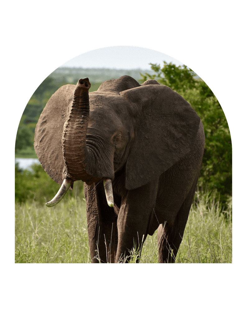 Immersion initiatique en Afrique au contact des animaux sauvages