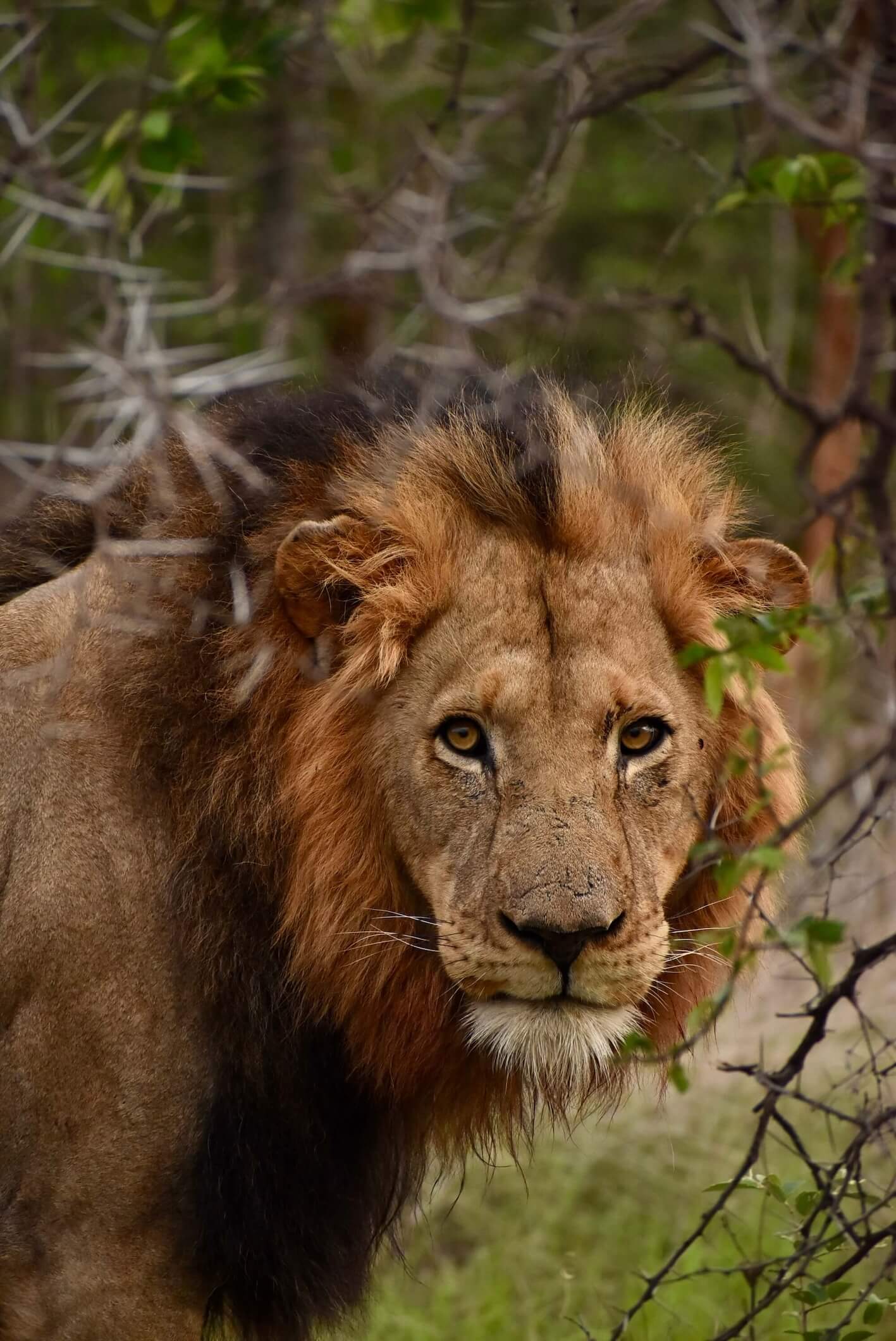 communication animale nature sauvage Afrique éléphant connexion intuitive immersion initiatique