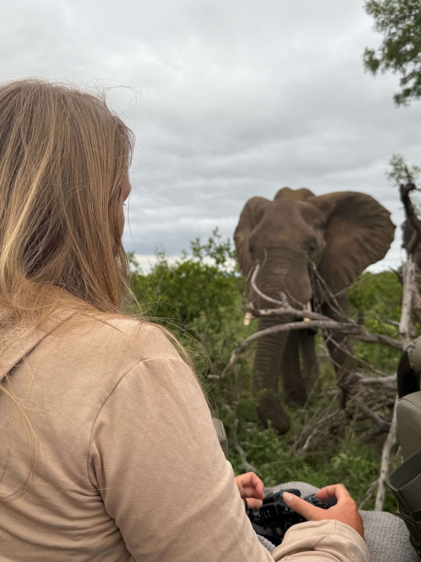 Instinctiva communication animale formation animaux sauvages