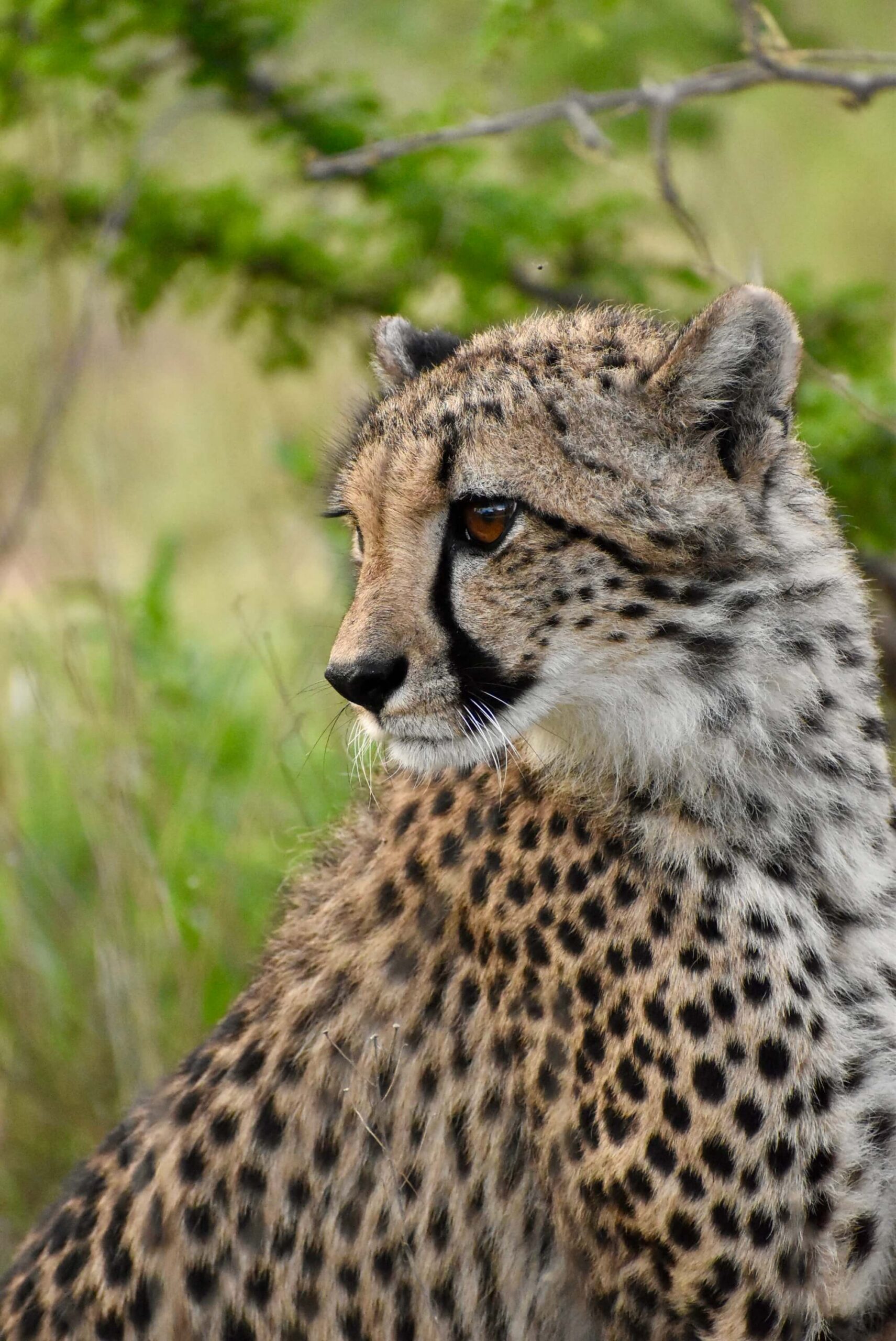 Safari initiatique Namibie — Delest Wild Retreat guépard faune sauvage