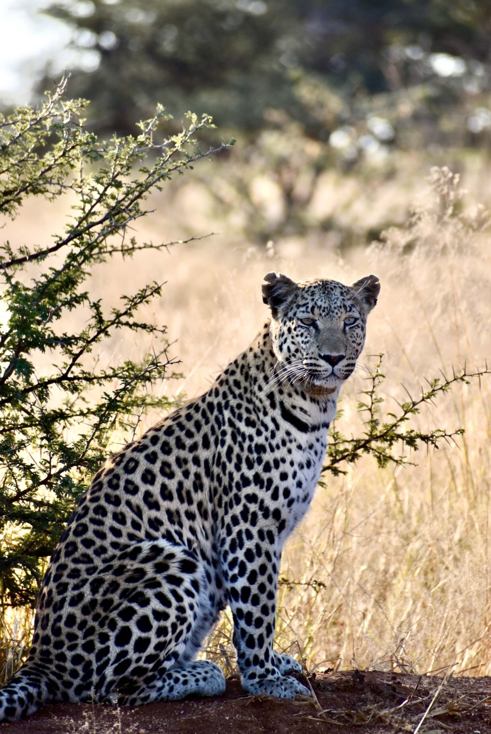 Retraite en Namibie DELEST RETREAT voyage initiatique Instinctiva