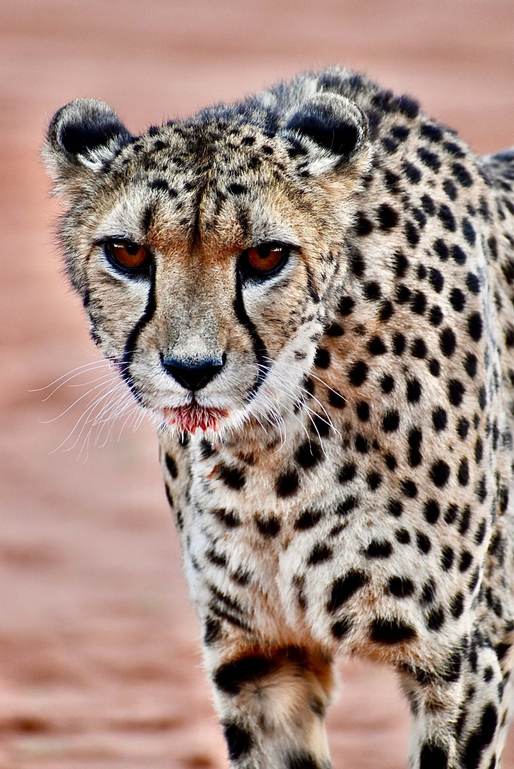 Retraite en Namibie DELEST WILD RETREAT voyage initiatique Instinctiva guépard